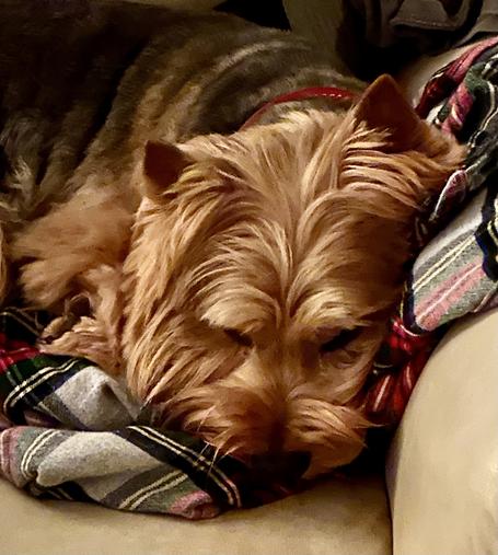 A little Norwich Terrier snuggling with her Daddy’s flannel shirt.