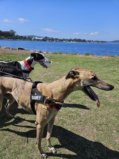 Barney (brindle greyhound) and George (black and white greyhound) walking together by the water.