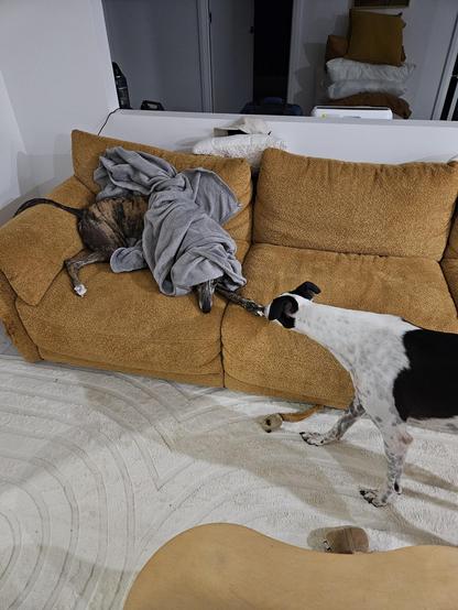 George (black and white greyhound) being done a heckin' bamboozle by Tim Tam (brindle greyhound) hiding under a grey blanket on the couch.