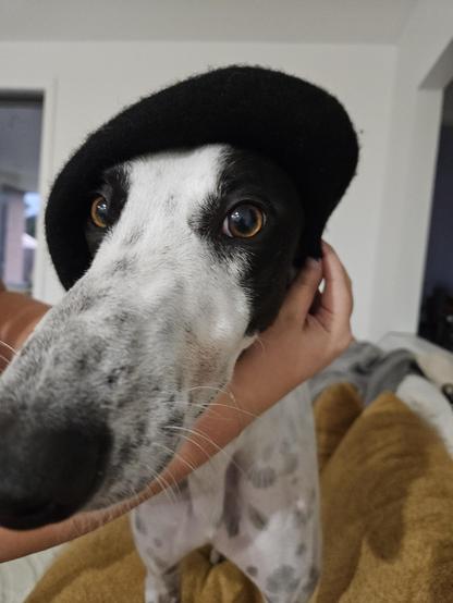 George (black and white greyhound) wearing a beret. Oui.