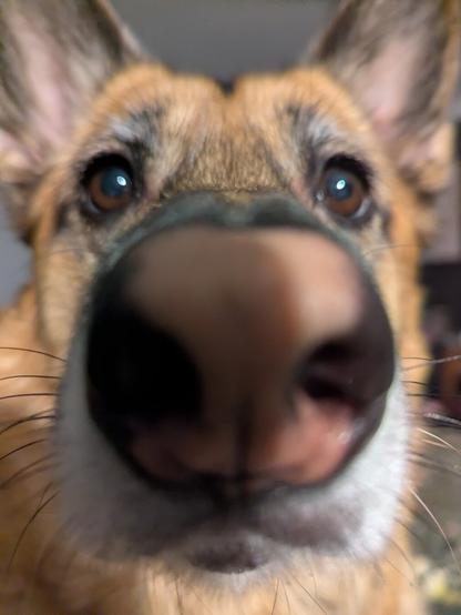 The photo is a close-up of a dog's face. The dog is looking directly at the camera with its large, brown eyes. Its nose is large and pink, and it is wrinkled up in a playful expression. The dog has long, white whiskers that frame its face.