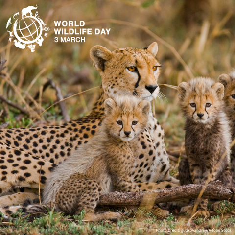 A cheetah mom with cubs