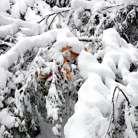 Das Bild zeigt eine dichte Ansammlung von Zweigen, die stark mit Schnee bedeckt sind und einen Wegweiser verdecken. Die weiße Schneedecke bildet weiche, wellige Formen auf den Ästen und betont so die Intensität des kürzlichen Schneefalls. Farbkontraste werden durch das Unterholz erzeugt, das teilweise durch den Schnee sichtbar ist und dem Bild eine gewisse Tiefe verleiht. Es ist ein Wintermotiv, das Stille und die Last des Schnees einfängt, welcher die Zweige bis zum Boden hinunter drückt. Die Atmosphäre wirkt still und isoliert, ein typischer Anblick nach einem kräftigen Schneefall.