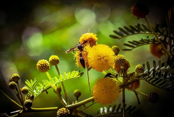 The image shows a wasp perched on a cluster of bright yellow, fluffy flowers. The surrounding area is filled with green foliage and the out-of-focus background features a mix of greens and browns, giving a natural setting.