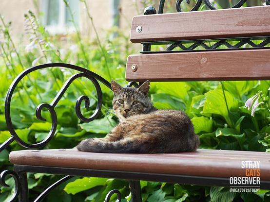 Tabby cat lies on the bench