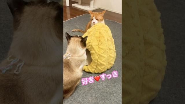 惚れてまうにゃろー? #ねこ動画 #クリティカルヒット #猫のいる暮らし