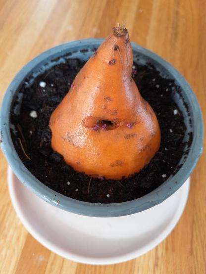 Un morceau de patate douce, sur lequel on peut voir de tout petits germes, a été placé dans du terreau, dans un petit pot en plastique rond.