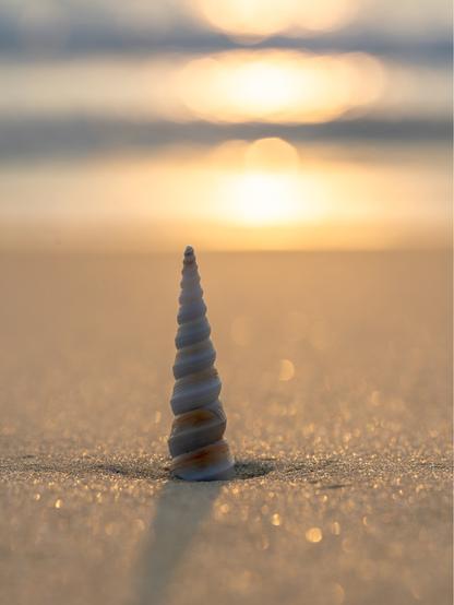 Photo of a seashell against a sparkling sandy beach and waves glowing in the setting sun.