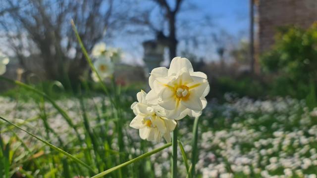 The image features a close-up of white flowers, a narcissus, with yellow centers. The background is a blurred natural setting with grass and trees, suggesting a garden or park.