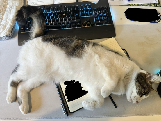 Photograph of a brown and white tabby cat laid across an open notebook, with her tail laying across a keyboard, all on a computer desk.