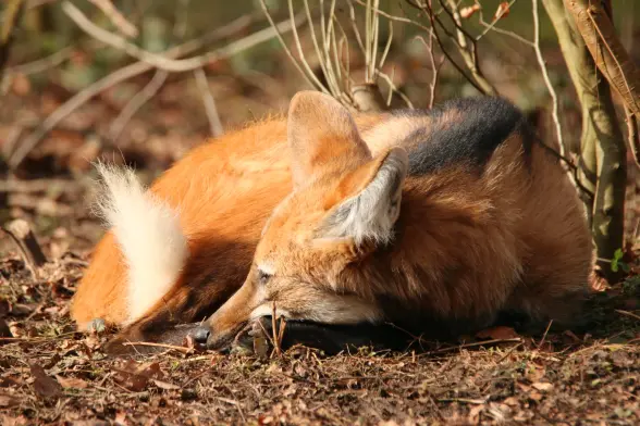 A maned wolf lying on the ground in donut form. Seems like a lazy Sunday. And too exhausted from annoying their mate.