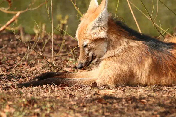 A maned wolf lying on the ground with stretched out front legs. Seems very sleepy and the head about to fall onto their legs.