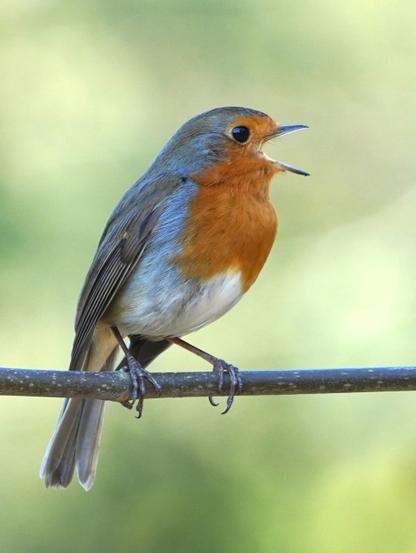 Singing European robin