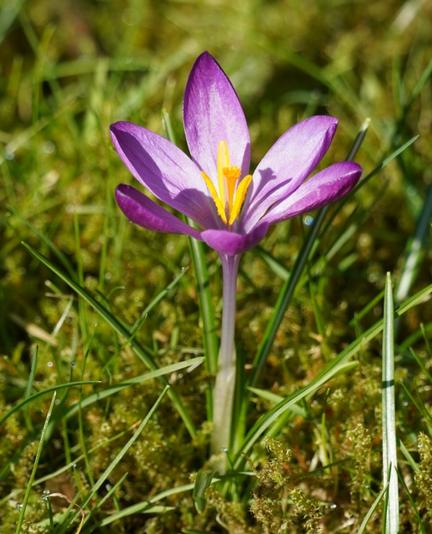 Purple crocus