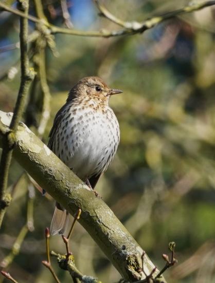 Mistle thrush