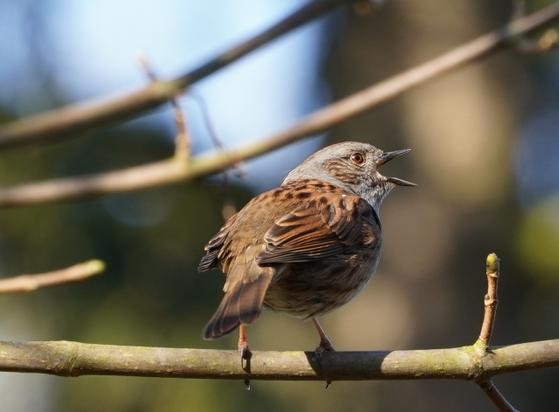 Dunnock