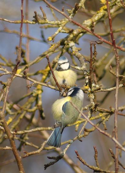 Zwei Blaumeisen im Geäst, eine guckt von hinten in die Kamera, die andere pickt an einem Ast.