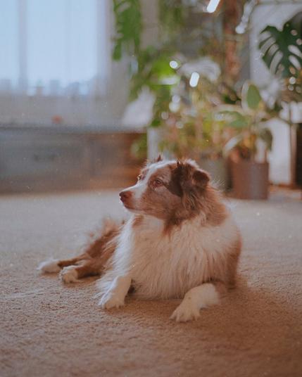 A fluffy Australian Shepherd dog with a reddish-brown and white coat lies on a beige carpet in a warmly lit room. The dog gazes to the side with a calm expression. In the softly blurred background, there are green houseplants, a window letting in natural light, and cozy indoor decor. The image has a vintage, film-like aesthetic with a slightly grainy texture