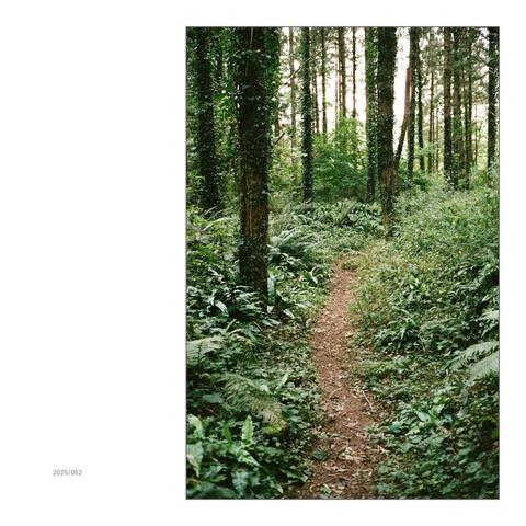 A narrow path in the beautiful forest around a medieval viewing platform, which is said to have served to entertain the hunting party from Dartington Hall.