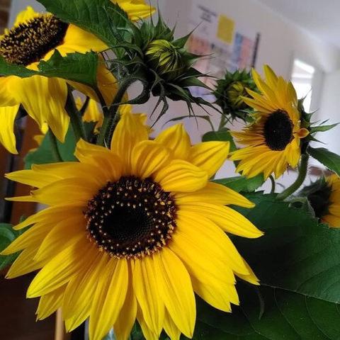 Close-up photo of a bunch of sunflowers indoors.