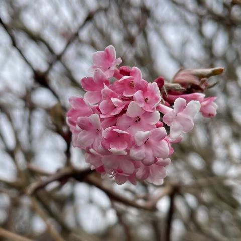 tight pale pink viburnum flowers on the end of branch, white sky background and twigs