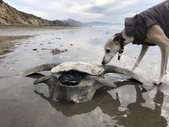 Whippet sniffing a whale vertebra on the beach