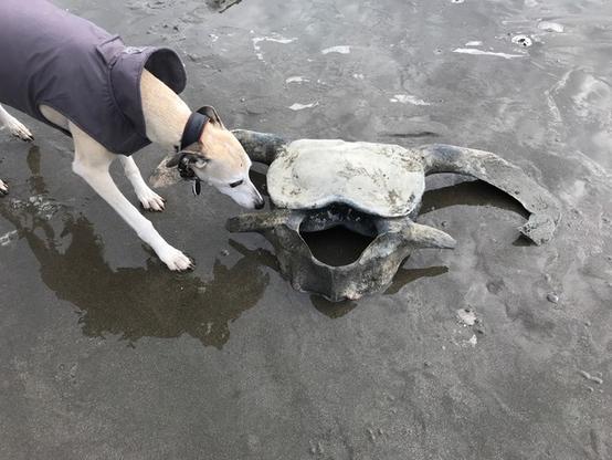 Whippet sniffing a whale vertebra on a beach