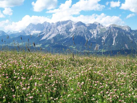 Eine Landschaftsaufnahme. Im Vordergrund eine Blumenwiese mit weißen und rosafarbenen Blüten, ein paar Grashalme mit Ähren ragen über das Blütenmeer hinaus. Im Hintergrund in der oberen Bildhälfte ein Gebirgszug. Unten finden sich dort noch grüne Hänge, zu den Gipfeln hin blickt man auf Gestein, darüber ziehen helle Wolken in blauem Himmel.