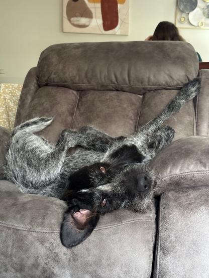 A black and white dog lounging on a chair