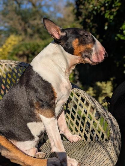 A tri-coloured bull terrier dog sat on a chair outside while the sun shines on him