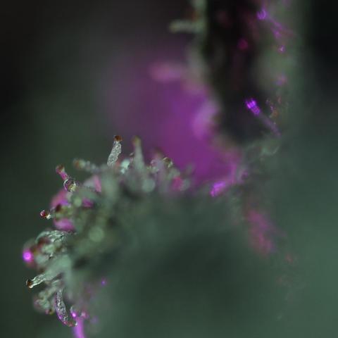 10x color microphotogra of overripe trichomesinside a cannabis flower