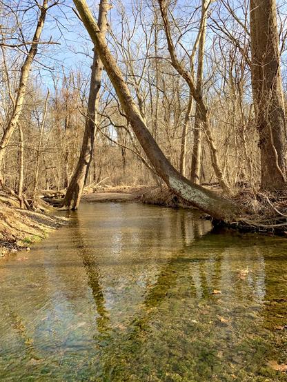 A small stream winds through the winter woods on a sunny, windy day. Two trees, leaning from opposite banks, cross above the water. Though rippled by the strong wind, the shallow stream still reflects the crossing trees.