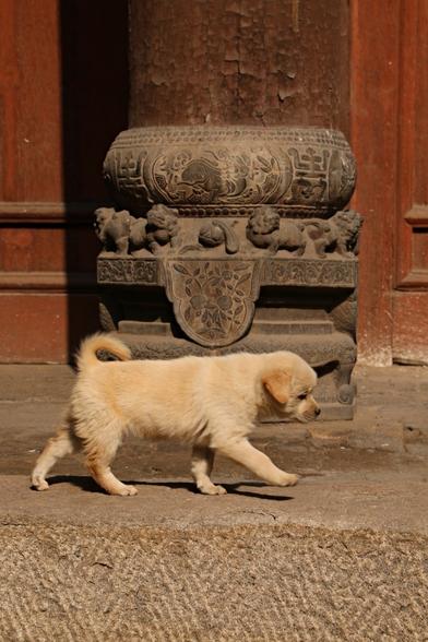 Photo: A puppy walks in front of a wooden column resting on a stone base carved with Chinese motifs.
Photo : un chiot marchant devant une colonne de bois reposant sur une base en pierre sculptée de motifs chinois.
