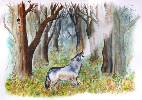 En novembre, lorsque j'ai entendu pour la première fois que le statut de protection du loup risquait d'être dégradé, je n'y ai pas cru. Et pourtant ! En ce moment, en ce qui concerne la protection et le respect de la nature, j'aurais pu me douter que la pire décision était la plus probable... !

Le 3 décembre, un affaiblissement des mesures de protection a été voté au niveau européen. Le loup passe de « strictement protégé » à « protégé ». Si comme ça, un petit mot en moins n'a l'air de rien, la réalité est autre : sous prétexte d'une meilleure « flexibilité » et « adaptabilité aux réalités », c'est la porte ouverte à plus de tirs létaux, à des éclatements de meutes, à encore davantage de déséquilibres qui ne seront pas forcément pour autant profitables aux éleveurs... Une décision infondée scientifiquement.

Le loup est là. Il n'est pas si grand, ni si méchant qu'ont voulu nous le faire croire les contes. Il est un élément essentiel de nos écosystèmes – comme chaque grand prédateur. Pourquoi refuser l'inéluctable ? Il nous faut apprendre à cohabiter et nous adapter aux réalités du terrain, et non tenter d'adapter le terrain à nos réalités fictives...

(NB. : Cet appel n'est pas le fruit de la divagation d'une poignée d'utopistes wokes, mais d'une large coalition de près de 700 scientifiques, 75 ONG et associations...)
