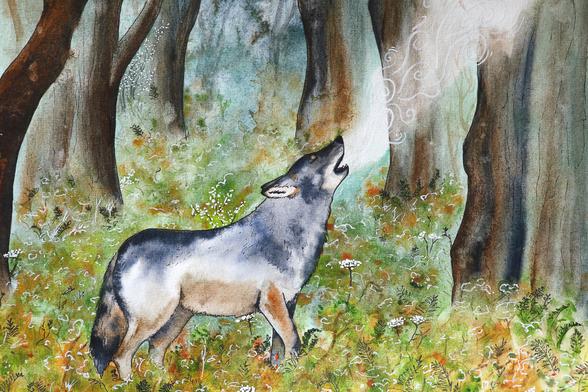 En novembre, lorsque j'ai entendu pour la première fois que le statut de protection du loup risquait d'être dégradé, je n'y ai pas cru. Et pourtant ! En ce moment, en ce qui concerne la protection et le respect de la nature, j'aurais pu me douter que la pire décision était la plus probable... !

Le 3 décembre, un affaiblissement des mesures de protection a été voté au niveau européen. Le loup passe de « strictement protégé » à « protégé ». Si comme ça, un petit mot en moins n'a l'air de rien, la réalité est autre : sous prétexte d'une meilleure « flexibilité » et « adaptabilité aux réalités », c'est la porte ouverte à plus de tirs létaux, à des éclatements de meutes, à encore davantage de déséquilibres qui ne seront pas forcément pour autant profitables aux éleveurs... Une décision infondée scientifiquement.

Le loup est là. Il n'est pas si grand, ni si méchant qu'ont voulu nous le faire croire les contes. Il est un élément essentiel de nos écosystèmes – comme chaque grand prédateur. Pourquoi refuser l'inéluctable ? Il nous faut apprendre à cohabiter et nous adapter aux réalités du terrain, et non tenter d'adapter le terrain à nos réalités fictives...

(NB. : Cet appel n'est pas le fruit de la divagation d'une poignée d'utopistes wokes, mais d'une large coalition de près de 700 scientifiques, 75 ONG et associations...)