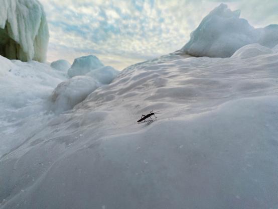 A bug crawls on an icy surface with the cloudy sky in the background.
