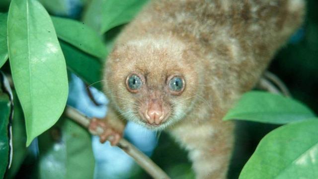 Today is #WorldWildlifeDay. Please spare a thought for the Blue-eyed Spotted #Cuscus a critically endangered #marsupial in #WestPapua. Help them keep their forest home when you shop #BoycottPalmOil  #Boycott4Wildlife https://palmoildetectives.com/2021/01/26/blue-eyed-spotted-cuscus-spilocuscus-wilsoni/?utm_source=mastodon&utm_medium=Palm+Oil+Detectives&utm_campaign=publer via @palmoildetect