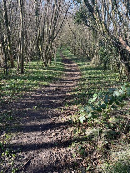 Peaceful woodland path with the signs of spring starting to show with sprouting flowers.
