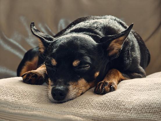 Old dog sleeping on a sofa pillow