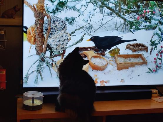Our cat watching birds on the telly