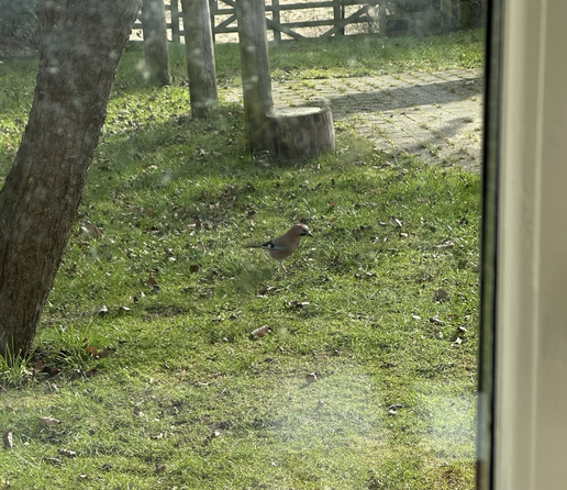 Jay searching for leftover seeds in the grass and dead leaves around a plum tree with a hitching post and part of a driveway and a gate in the background.