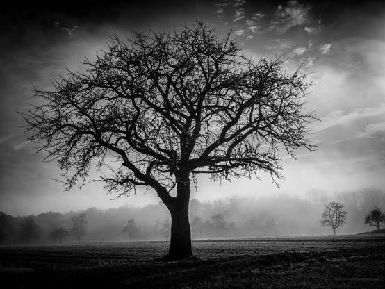 olympus omd (hires) - lightroom - silver efex pro - lightroom