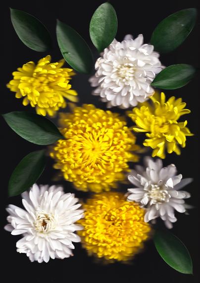 A composition of yellow and white chrysanthemums with deep green leaves, arranged against a black background. The vibrant flowers appear to float, their petals slightly blurred, creating a sense of movement and organic harmony.