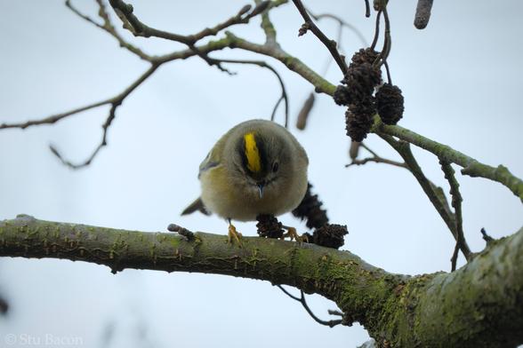 A photograph of a Goldcrest perched on a green branch. The sky behind the bird is grey.