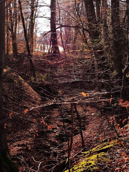Im Wald. Die tief stehende Wintersonne lässt feine Äste zwischen den Baumstämmen leuchten. Darunter ein tief eingeschnittener Bachlauf, hinten Silhouetten von zwei Personen an einer Straße.