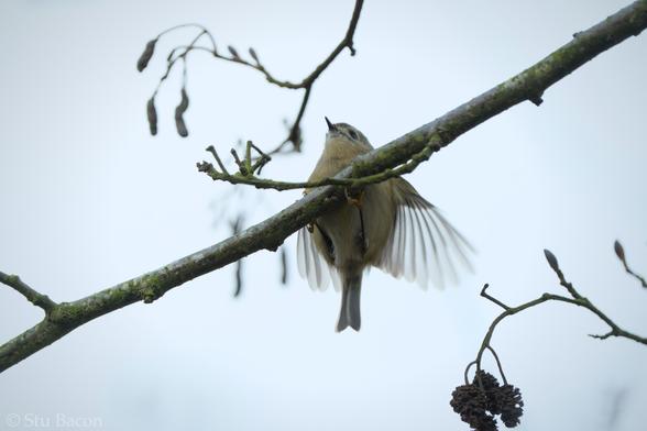 A photograph of a Goldcrest just as it hops up to a branch