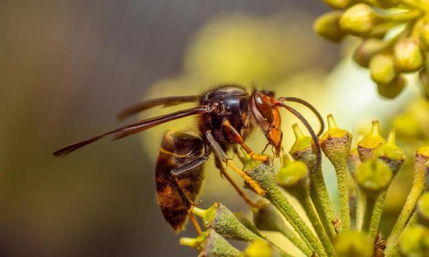 Una avispa asiática en una imagen de archivo (Getty Images)