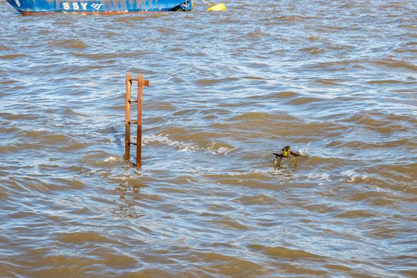 A ladder sticks out of the waves on a river,near it is another bit of metal only just above the water.