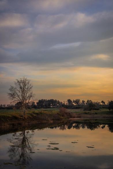 On the left side you can see a tree. Below is a small pool of water. Above all this, a late evening sky with some clouds.