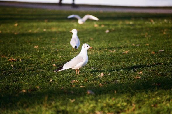 Three seagulls